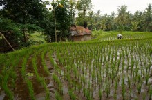 Ubud Partie 2 - Statues, rizières & anniversaire 